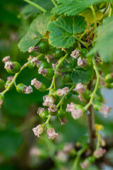 Fototapeta premium Close-up of young, developing redcurrant (Ribes rubrum) green berries with small, dried pink blossoms still attached, hanging on branches in a garden.