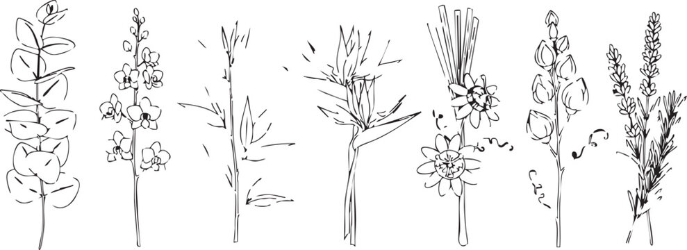 Black and white botanical sketches of different flowering plants and grasses