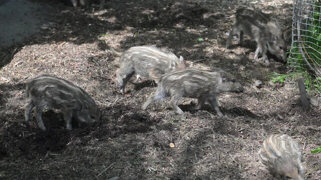 Three wild boars sniffing and rooting in dirt beside a mesh fence in a shaded outdoor enclosure.