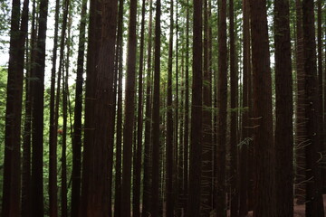 Fototapeta premium beautiful redwood forest giant trees huge fat tall wood