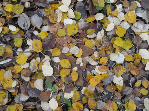 dry leaves on the ground fallen by the cold autumn season