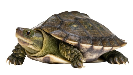Obraz premium Greenish Brown Turtle with Scaly Shell and Clawed Feet