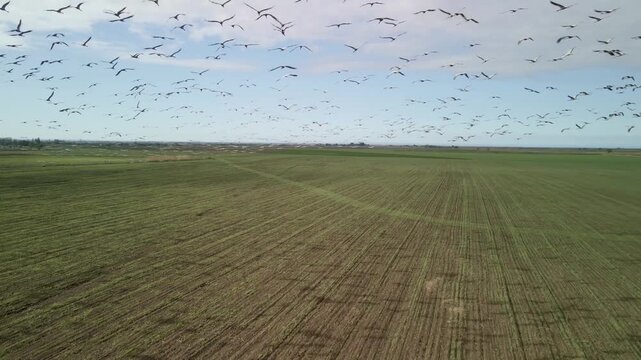 Aerial view of crane flock flying over fields in Kazakhstan. Drone following birds migration in Almaty region. Wildlife and nature concept.