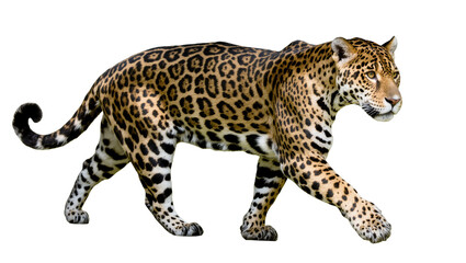 Fototapeta premium Spotted majestic jaguar walking with curled tail and alert expression