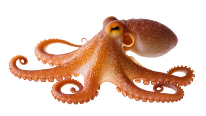 Brown octopus with curled tentacles and yellow eyes © Natalia