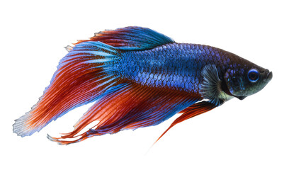Fototapeta premium Blue red halfmoon betta fish with flowing fins