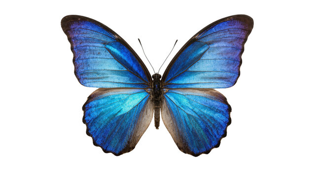 Blue Morpho Butterfly with Detailed Wing Patterns and Brown Body
