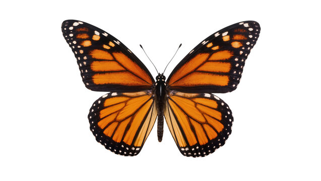 Monarch butterfly with orange wings and black veins, isolated on transparent background