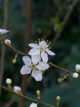 Close up of white plum blossoms and green buds on a tree branch in early spring