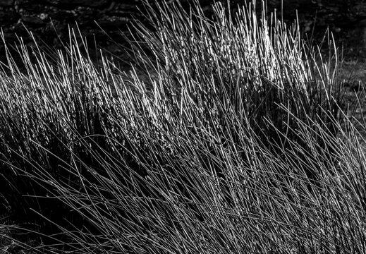 Monotone close-up of moorland grass stems catching morning backlight, fine lines and highlights creating abstract texture