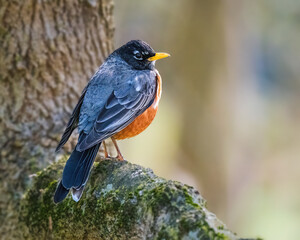 Fototapeta premium American Robin perched on a mossy branch, showing rich orange breast and gray plumage in soft natural light with a smooth, blurred woodland background.