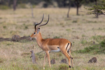 On the Lookout © George Erwin Turner