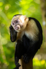 Obraz premium Colombian white-faced capuchin (Cebus capucinus), also known as the Colombian white-headed capuchin or Colombian white-throated capuchin, portrait of a common monkey from America.