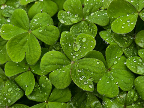 Vibrant green clover leaves covered in glistening morning dew drops