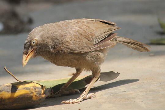 Jungle Babbler Foraging on the Ground, Professional Wildlife Photography