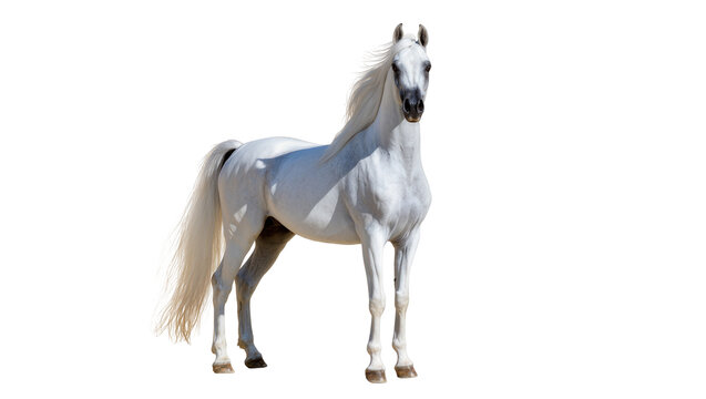 Majestic white Arabian horse with flowing mane and tail, isolated on transparent background