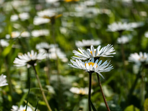 Close up of daisies blooming in a grassy field on a sunny day