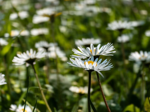 White daisy flowers blooming in a green meadow