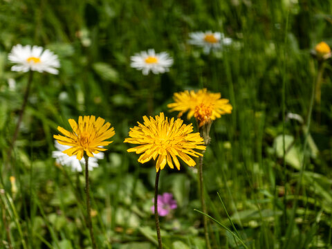 Bright yellow dandelions and white daisies blooming in a lush green spring meadow