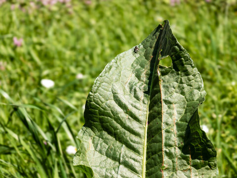 Close-up of a large green textured leaf with insect damage against a blurred meadow background