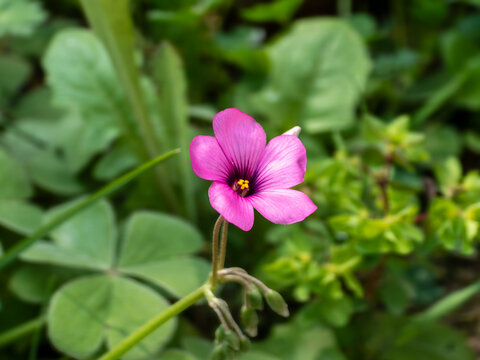Bright pink woodsorrel flower blooming among green shamrock leaves in a spring garden