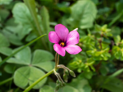 Close-up of a pink wood sorrel flower blooming in a green field