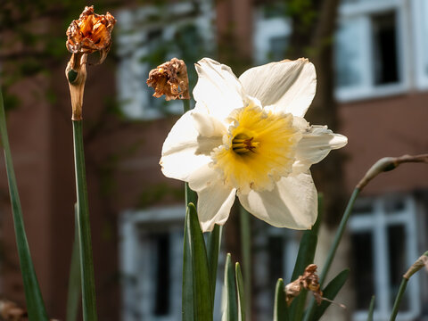White and yellow daffodil flower blooming in spring sunlight with blurred background