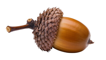 Brown acorn with textured cap and stem, isolated on transparent background © Aliona