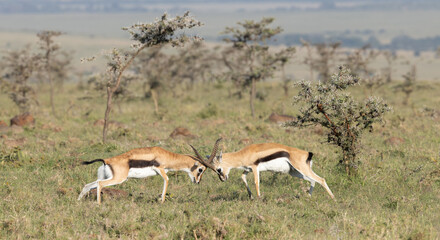 Gazelle Contest of Strength © George Erwin Turner