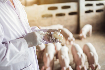 Farms Pig, Veterinary Asians working in pig farms. Vaccinated pigs. © Indy  Studio