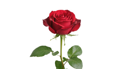 Naklejka premium Single deep red rose with green leaves, isolated on transparent background