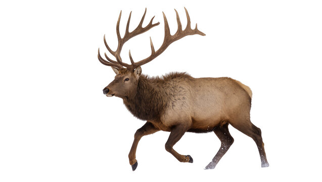 Majestic bull elk with large antlers running through snow, isolated on transparent background