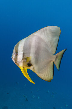 fish in maldives