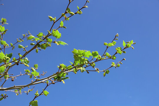 Close up of green sycamore leaves against a bright blue sky with clouds on a sunny spring day Springtime season Platanus occidentalis Acer pseudoplatanus
