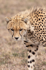 Naklejka premium Cheetah Stare