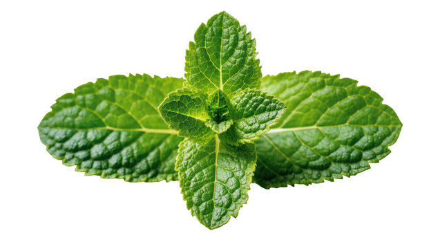 Fresh vibrant green Mint leaves close-up view