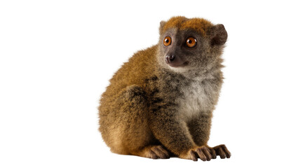 Brown fluffy lemur sitting with curious amber eyes and dark paws © Sergiu