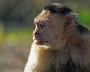 White-faced Capuchin (Cebus capucinus) profile portrait in warm golden backlight, Panama. © Alexandra
