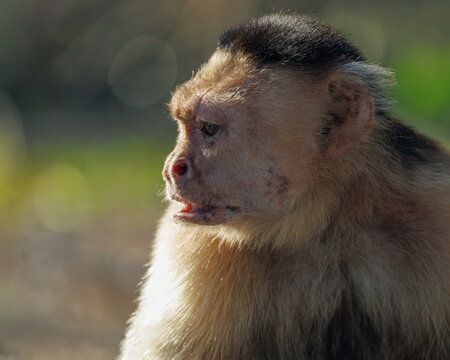 White-faced Capuchin (Cebus capucinus) profile portrait in warm golden backlight, Panama.