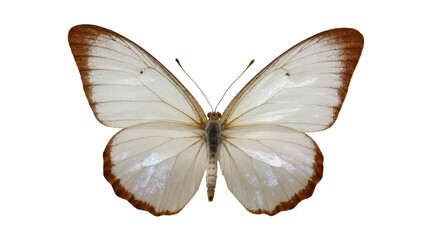 Pale brown Butterfly with delicate wing patterns and antennae © Sergiu