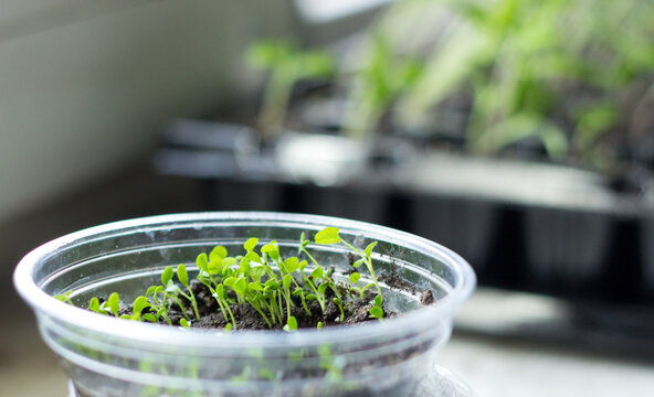 Young green seedlings growing in a plastic cup on a windowsill.