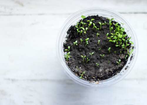 Young seedlings in a plastic container on a light wooden background. Copy space.