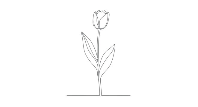 Single tulip flower, line art drawing, spring bloom symbol