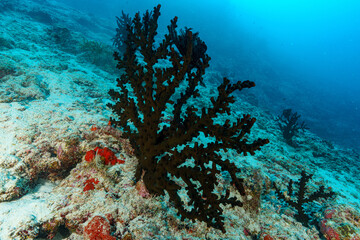 coral reef in the red sea © Evgenios