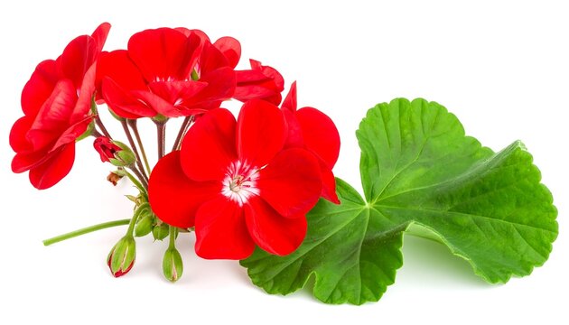 Vivid red geranium blossoms with textured green leaf, isolated against a bright white backdrop
