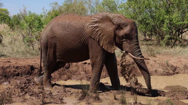View of an African elephant covered in wet mud standing in a waterhole at Kruger National Park, Skukuza, Mpumalanga, South Africa.