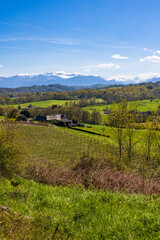 Naklejka premium Panoramic view of the rows of vines of the Jurançon vineyard on the hillsides of Gan and the still snow-capped Pyrenees chain in spring