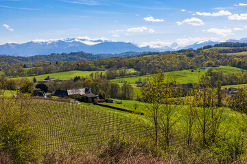 Obraz premium Panoramic view of the rows of vines of the Jurançon vineyard on the hillsides of Gan and the still snow-capped Pyrenees chain in spring
