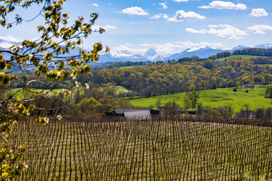 Panoramic view of the rows of vines of the Juran&ccedil;on vineyard on the hillsides of Gan and the still snow-capped Pyrenees chain in spring