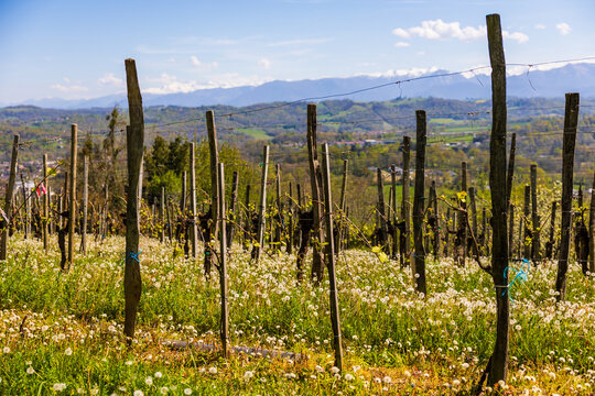 Grapevines of the Juran&ccedil;on vineyard on the hillsides of Gan with a view of the still snow-capped Pyrenees in spring